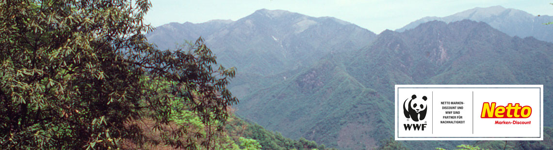 Orangen in Andalusien