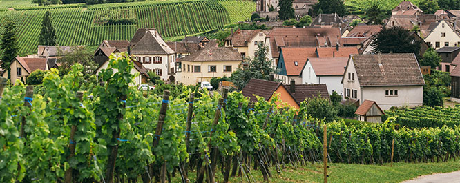 Franz&ouml;sisches Dorf umgeben von gr&uuml;nen Weinbergen in einer typischen Weinregion