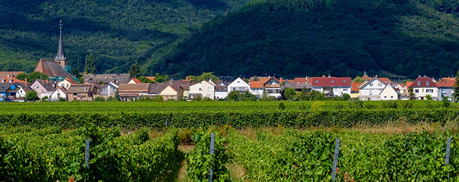 Dorf mit Weinbergen und Burg im Hintergrund, typisches Weinbaugebiet