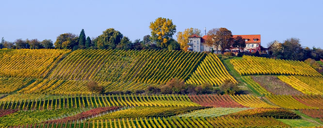 Weinberglandschaft mit bunten Reben und Landhaus