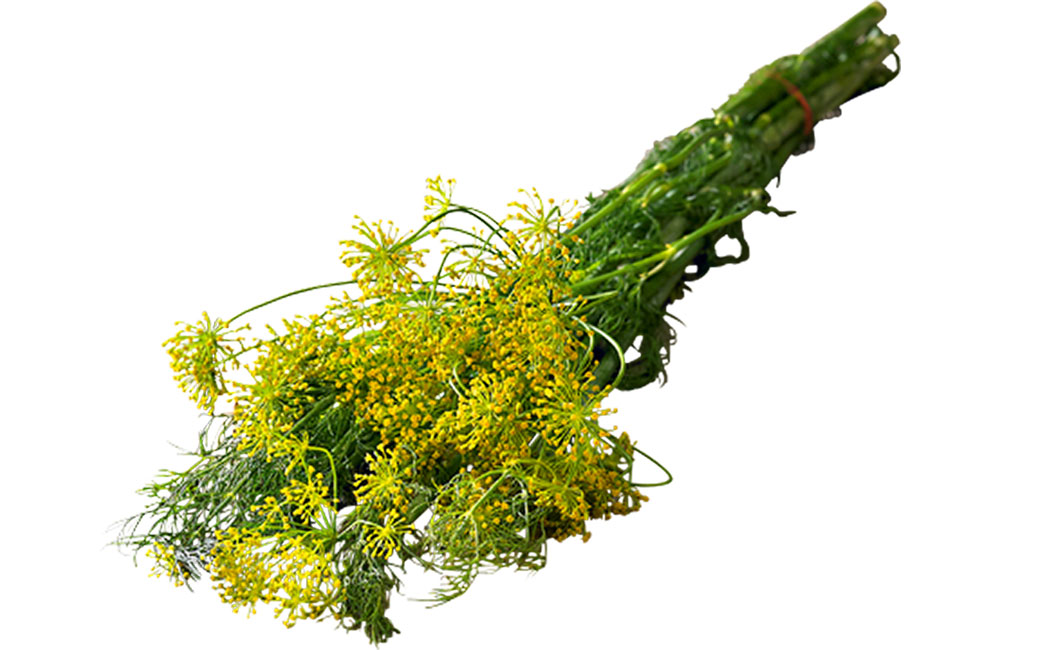 Artikelbild Einlege-Dill lose >