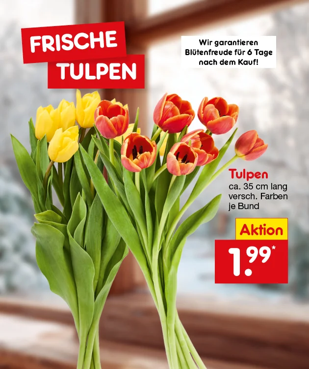 Grafik mit einem Fenster im Hintergrund, durch das Tageslicht f&auml;llt. Im Vordergrund stehen zwei Str&auml;u&szlig;e frischer Tulpen, einer mit gelben und einer mit rot-gelben Bl&uuml;ten. Oben links auf roten Rechtecken steht in gro&szlig;en wei&szlig;en Buchstaben: &bdquo;Frische Tulpen&ldquo;. Rechts oben der Hinweis: &bdquo;Wir garantieren Bl&uuml;tenfreude f&uuml;r sechs Tage nach dem Kauf!&ldquo;. Daneben steht: &bdquo;Tulpen, circa f&uuml;nfunddrei&szlig;ig Zentimeter lang, verschiedene Farben, je Bund&ldquo;. Rechts unten ein gelbes Feld mit rotem Rand und der Aufschrift &bdquo;Aktion&ldquo;, darunter der Preis: &bdquo;ein Euro neunundneunzig&ldquo; mit einem Sternchen, der f&uuml;r "Erh&auml;ltlich auch bei Netto City" steht. Unten mittig ein wei&szlig;er Button mit rotem Rand und Text: &bdquo;Weitere Angebote entdecken&ldquo;, der zum Klicken einl&auml;dt.