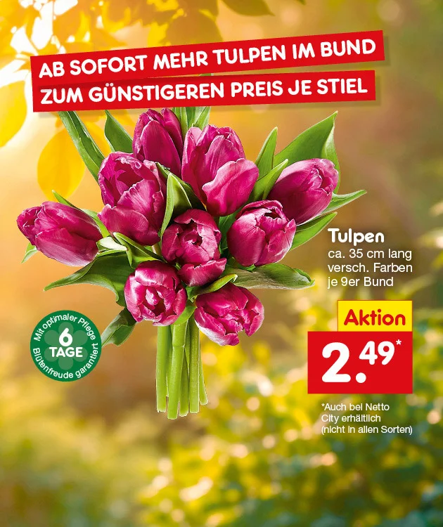 Unscharfer gelb-gr&uuml;ner Fr&uuml;hlingshintergrund mit Lichtpunkten. In der Mitte ein gro&szlig;er Strau&szlig; dunkelvioletter Tulpen mit gr&uuml;nen Bl&auml;ttern. Oben links auf zwei roten Schr&auml;gbalken steht: &bdquo;Ab sofort mehr Tulpen im Bund&ldquo; und darunter &bdquo;Zum g&uuml;nstigeren Preis je Stiel&ldquo;. Links unten ein gr&uuml;nes Rundsiegel mit der Aufschrift &bdquo;optimaler Preis sechs Tage&ldquo; sowie kleinem Zusatz &bdquo;bei Netto garantiert&ldquo;. Rechts steht: &bdquo;Tulpen ca. f&uuml;nfunddrei&szlig;ig Zentimeter lang, versch. Farben je neun Bund&ldquo;. Darunter ein gelbes Feld &bdquo;Aktion&ldquo; und ein rotes Preisfeld: &bdquo;ein Euro und neunundneunzig Cent" mit einem Sternchen. Der Sternchentext wird wie folgt aufgel&ouml;st: &bdquo;Auch bei Netto City erh&auml;ltlich (nicht in allen Sorten)&ldquo;. Unten mittig ein wei&szlig;er Button mit roter Umrandung &bdquo;Weitere Angebote entdecken&ldquo;, der zum Klicken einl&auml;dt.