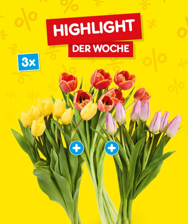 Gelber Hintergrund mit dezentem Prozentmuster. Oben zwei rote Banner mit wei&szlig;er Schrift &bdquo;Highlight&ldquo; und darunter &bdquo;der Woche&ldquo;. Links oben ein blaues Feld &bdquo;drei mal&ldquo;. In der Mitte sind drei Tulpenstr&auml;u&szlig;e abgebildet: links gelbe Tulpen, in der Mitte rot-gelbe Tulpen, rechts rosa-lila Tulpen; &uuml;ber dem mittleren und rechten Strau&szlig; sind kleine blaue Kreise mit wei&szlig;em Pluszeichen. Unten ein wei&szlig;er Button mit rotem Rand und roter Schrift &bdquo;Weitere Angebote entdecken&ldquo;, der zum Klicken einl&auml;dt.