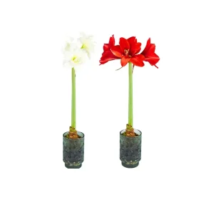 Amaryllis