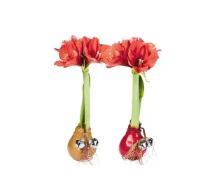 gewachste Amaryllis