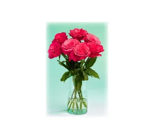 Großköpfige Hochland Rosen