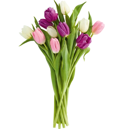 Tulpen-Strauß Harlekin