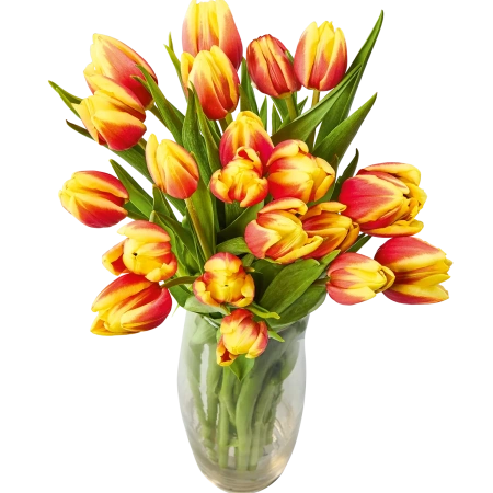 Großbund Tulpen