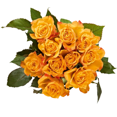 Edelrosen