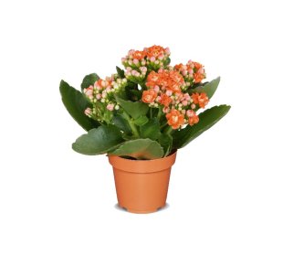 Mini Kalanchoe