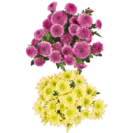 Chrysanthemen