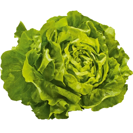 Kopfsalat