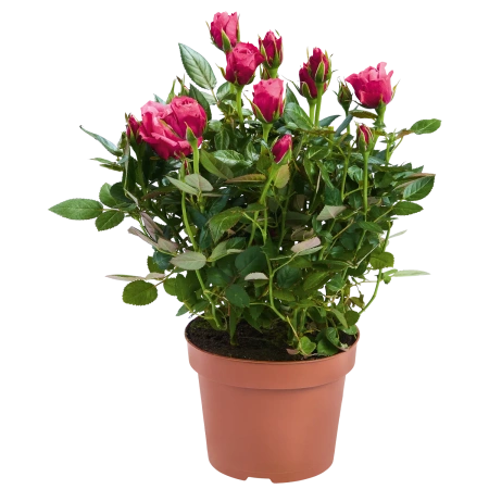 Rosen