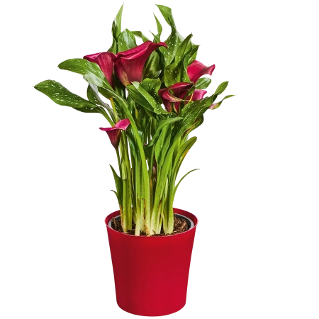 Calla