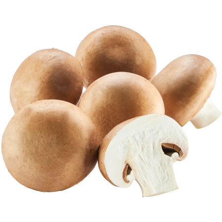 Champignon braun
