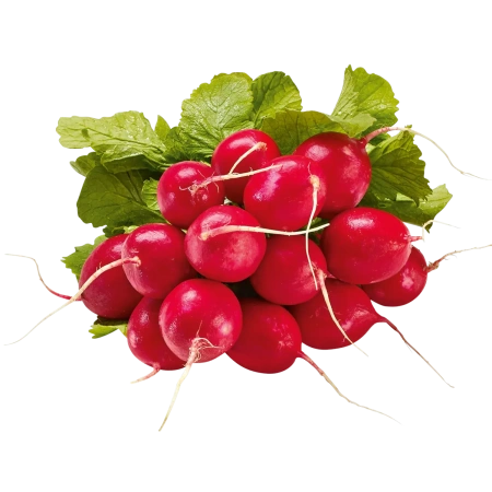 Radieschen