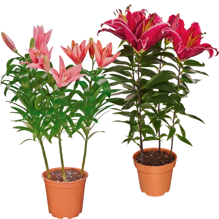 Lilien