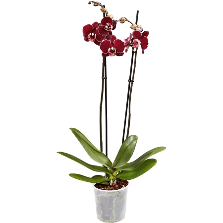 Orchidee