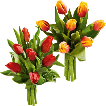 Herbsttulpen