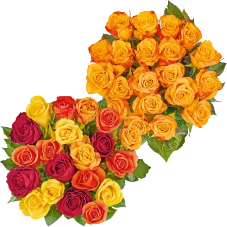 Edelrosen XXL