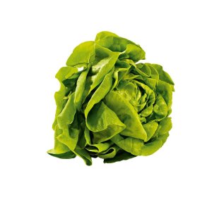 Kopfsalat mit Wurzel