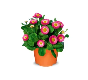 Tausendschön Bellis