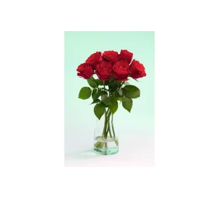 Großköpfige Hochland Rosen