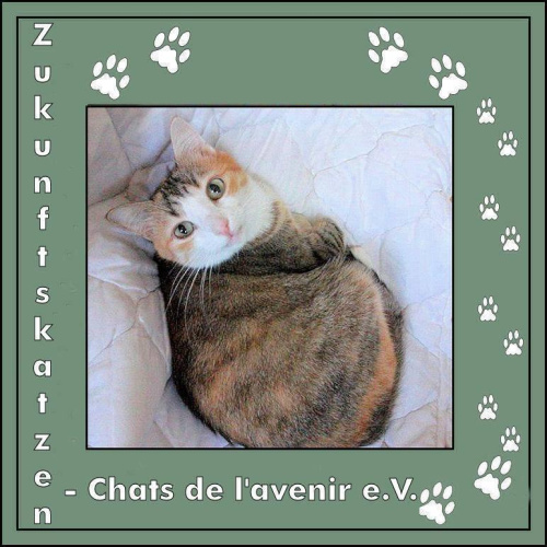 Logo Zukunftskatzen - Chats de l'avenir e. V.